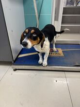 ZIPY, Hund, Mischlingshund in Slowakische Republik - Bild 3
