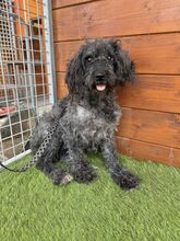 DOUCHI, Hund, Mischlingshund in Slowakische Republik - Bild 1