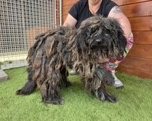 DOUCHI, Hund, Mischlingshund in Slowakische Republik - Bild 2