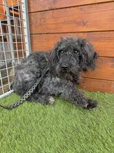 DOUCHI, Hund, Mischlingshund in Slowakische Republik - Bild 3
