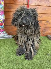 DOUCHI, Hund, Mischlingshund in Slowakische Republik - Bild 4