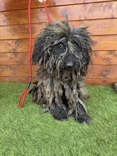 DOUCHI, Hund, Mischlingshund in Slowakische Republik - Bild 5