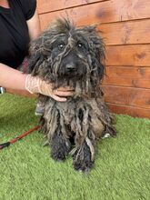 DOUCHI, Hund, Mischlingshund in Slowakische Republik - Bild 6