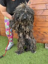 DOUCHI, Hund, Mischlingshund in Slowakische Republik - Bild 7