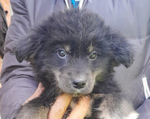 SINA, Hund, Husky-Mischling in Kroatien - Bild 1