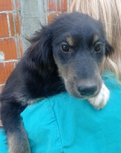 SINA, Hund, Husky-Mischling in Kroatien - Bild 4