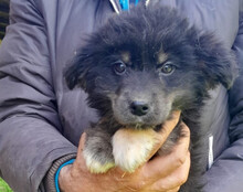 SINA, Hund, Husky-Mischling in Kroatien - Bild 6