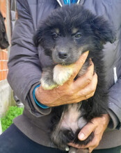 SINA, Hund, Husky-Mischling in Kroatien - Bild 7