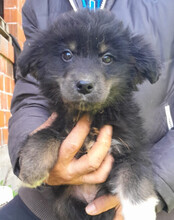 SINA, Hund, Husky-Mischling in Kroatien - Bild 8