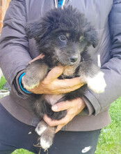 SINA, Hund, Husky-Mischling in Kroatien - Bild 9