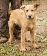 PEPE, Hund, Mischlingsrüde in Ungarn - Bild 2