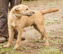PEPE, Hund, Mischlingsrüde in Ungarn - Bild 3