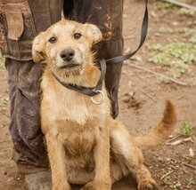 PEPE, Hund, Mischlingsrüde in Ungarn - Bild 6