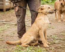 PEPE, Hund, Mischlingsrüde in Ungarn - Bild 7
