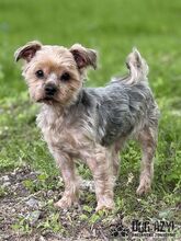WHIPIE, Hund, Mischlingshund in Slowakische Republik - Bild 1