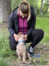 WHIPIE, Hund, Mischlingshund in Slowakische Republik - Bild 10