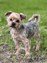 WHIPIE, Hund, Mischlingshund in Slowakische Republik - Bild 2