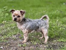 WHIPIE, Hund, Mischlingshund in Slowakische Republik - Bild 3
