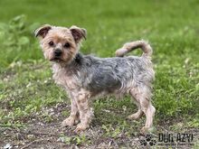 WHIPIE, Hund, Mischlingshund in Slowakische Republik - Bild 4