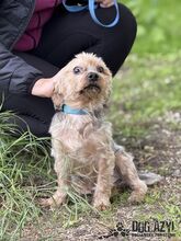 WHIPIE, Hund, Mischlingshund in Slowakische Republik - Bild 5