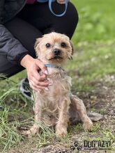 WHIPIE, Hund, Mischlingshund in Slowakische Republik - Bild 6
