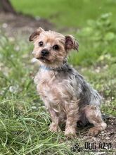 WHIPIE, Hund, Mischlingshund in Slowakische Republik - Bild 7