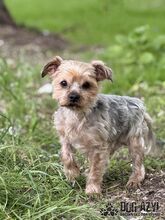 WHIPIE, Hund, Mischlingshund in Slowakische Republik - Bild 8