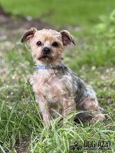 WHIPIE, Hund, Mischlingshund in Slowakische Republik - Bild 9