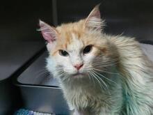 MONTINO, Katze, Langhaarkatze in Italien - Bild 1