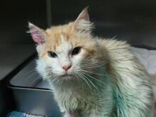 MONTINO, Katze, Langhaarkatze in Italien - Bild 2