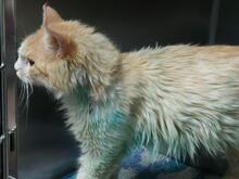 MONTINO, Katze, Langhaarkatze in Italien - Bild 4