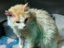 MONTINO, Katze, Langhaarkatze in Italien - Bild 5
