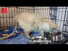 MONTINO, Katze, Langhaarkatze in Italien - Bild 6