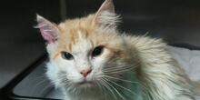 MONTINO, Katze, Langhaarkatze in Italien - Bild 7