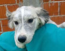 TIARA, Hund, Husky-Mischling in Kroatien - Bild 1