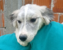 TIARA, Hund, Husky-Mischling in Kroatien - Bild 2