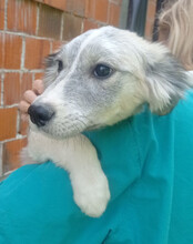 TIARA, Hund, Husky-Mischling in Kroatien - Bild 3