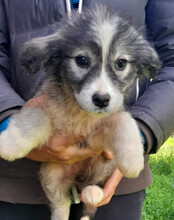 TIARA, Hund, Husky-Mischling in Kroatien - Bild 6