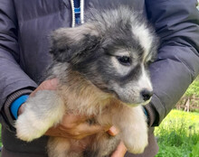 TIARA, Hund, Husky-Mischling in Kroatien - Bild 7