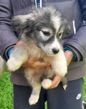 TIARA, Hund, Husky-Mischling in Kroatien - Bild 8