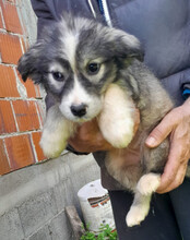 TIARA, Hund, Husky-Mischling in Kroatien - Bild 9