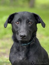 VELVET, Hund, Mischlingshund in Slowakische Republik - Bild 1