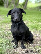 VELVET, Hund, Mischlingshund in Slowakische Republik - Bild 10