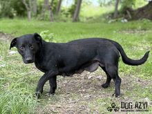 VELVET, Hund, Mischlingshund in Slowakische Republik - Bild 2