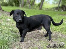 VELVET, Hund, Mischlingshund in Slowakische Republik - Bild 3
