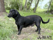 VELVET, Hund, Mischlingshund in Slowakische Republik - Bild 4