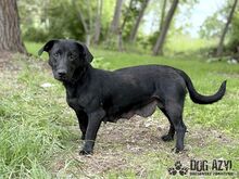 VELVET, Hund, Mischlingshund in Slowakische Republik - Bild 5