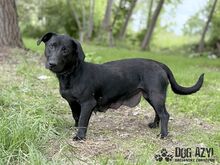 VELVET, Hund, Mischlingshund in Slowakische Republik - Bild 6