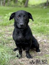 VELVET, Hund, Mischlingshund in Slowakische Republik - Bild 7