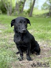 VELVET, Hund, Mischlingshund in Slowakische Republik - Bild 8